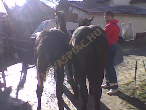 LovasPiac.hu