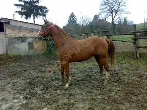 LovasPiac.hu