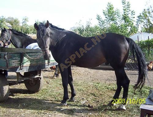 LovasPiac.hu