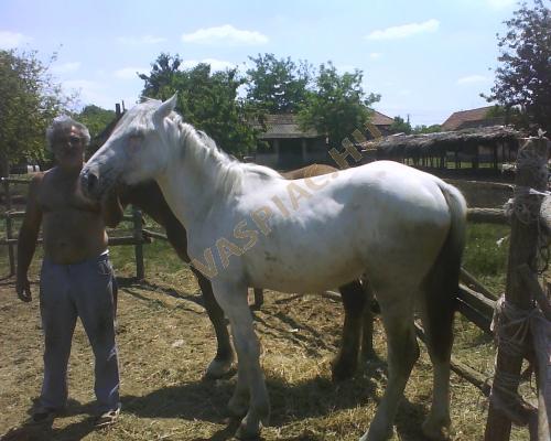 LovasPiac.hu