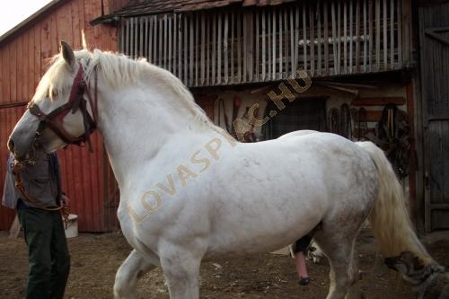 LovasPiac.hu