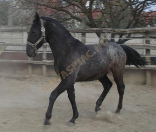LovasPiac.hu