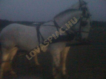 LovasPiac.hu