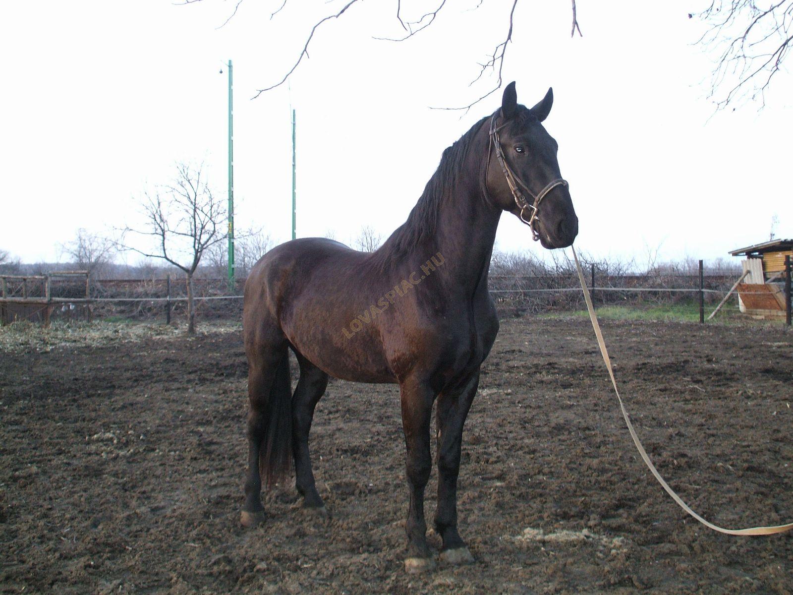 LovasPiac.hu