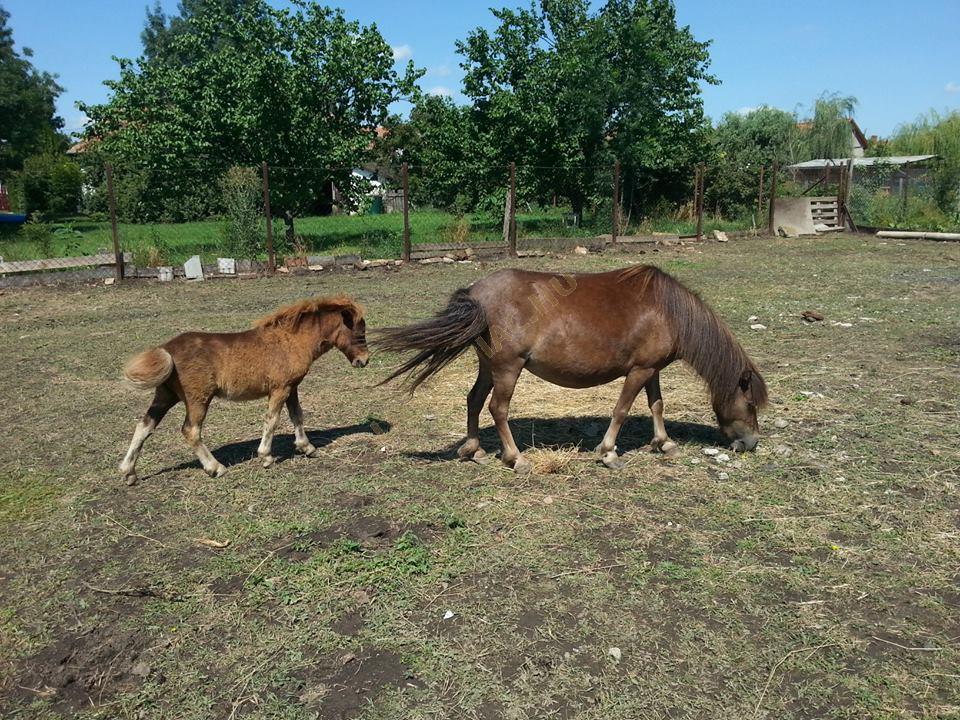 LovasPiac.hu