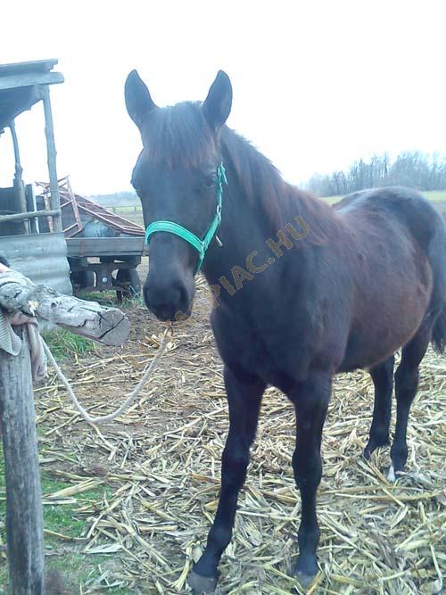 LovasPiac.hu