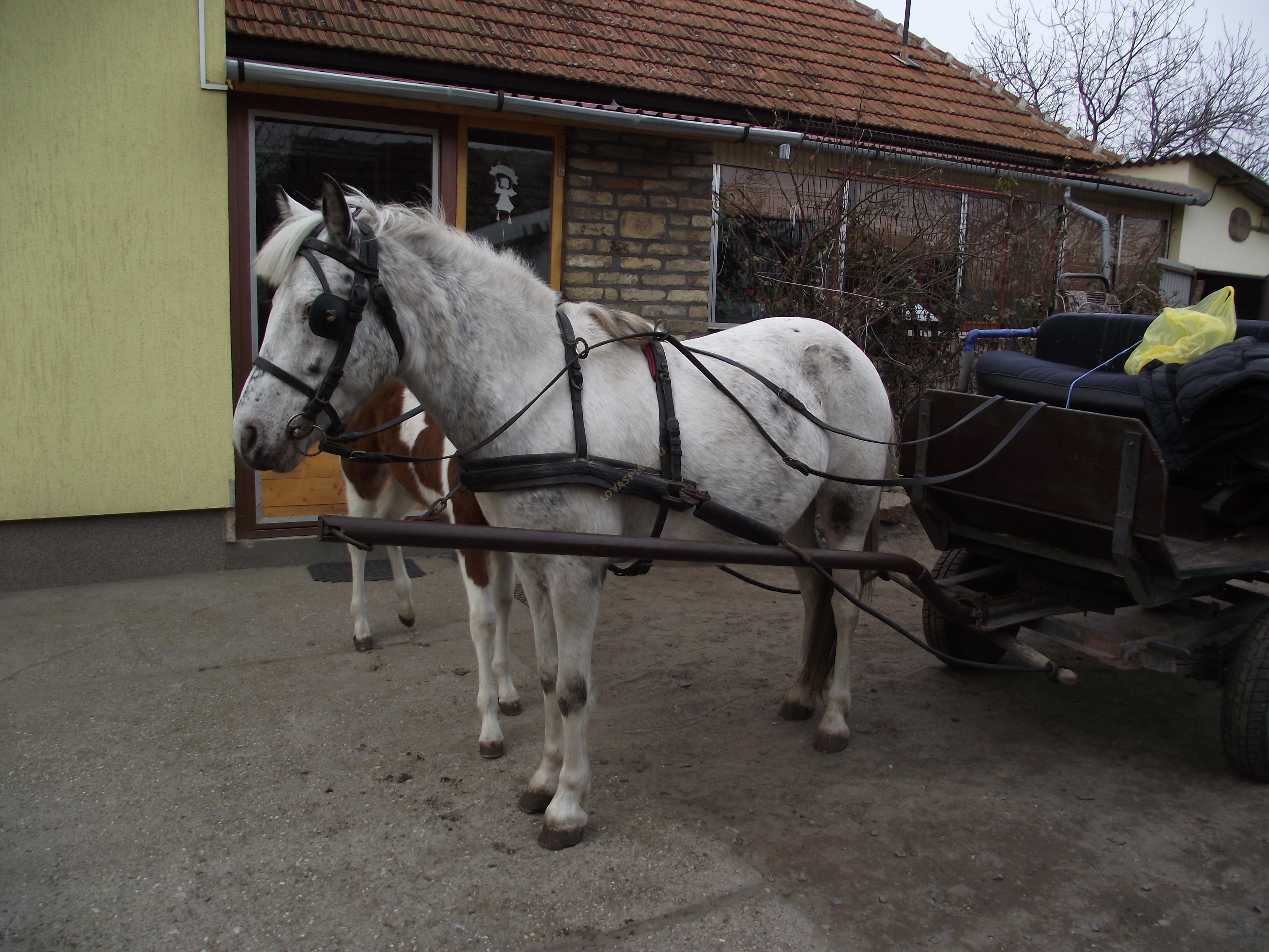 LovasPiac.hu