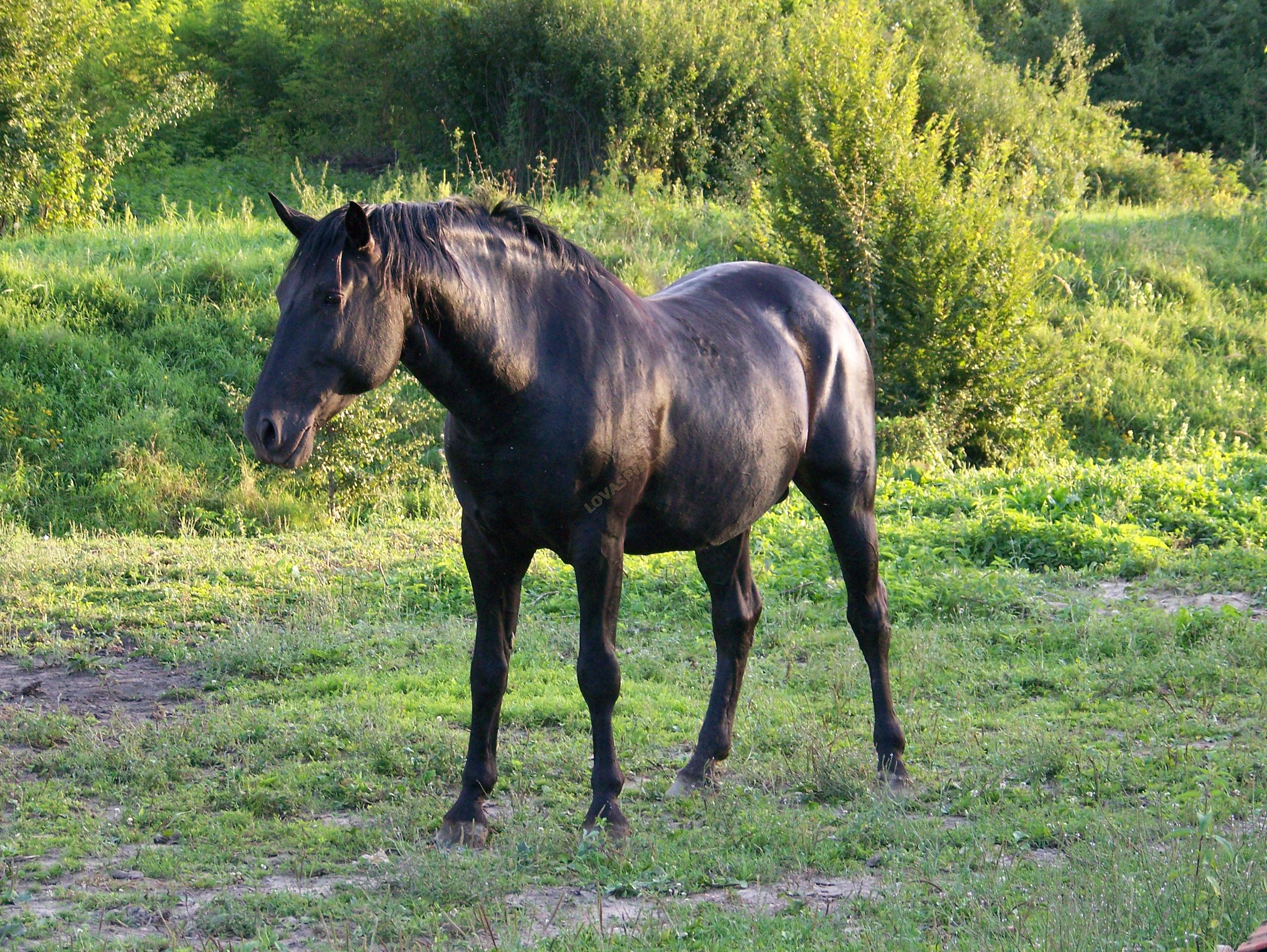 LovasPiac.hu