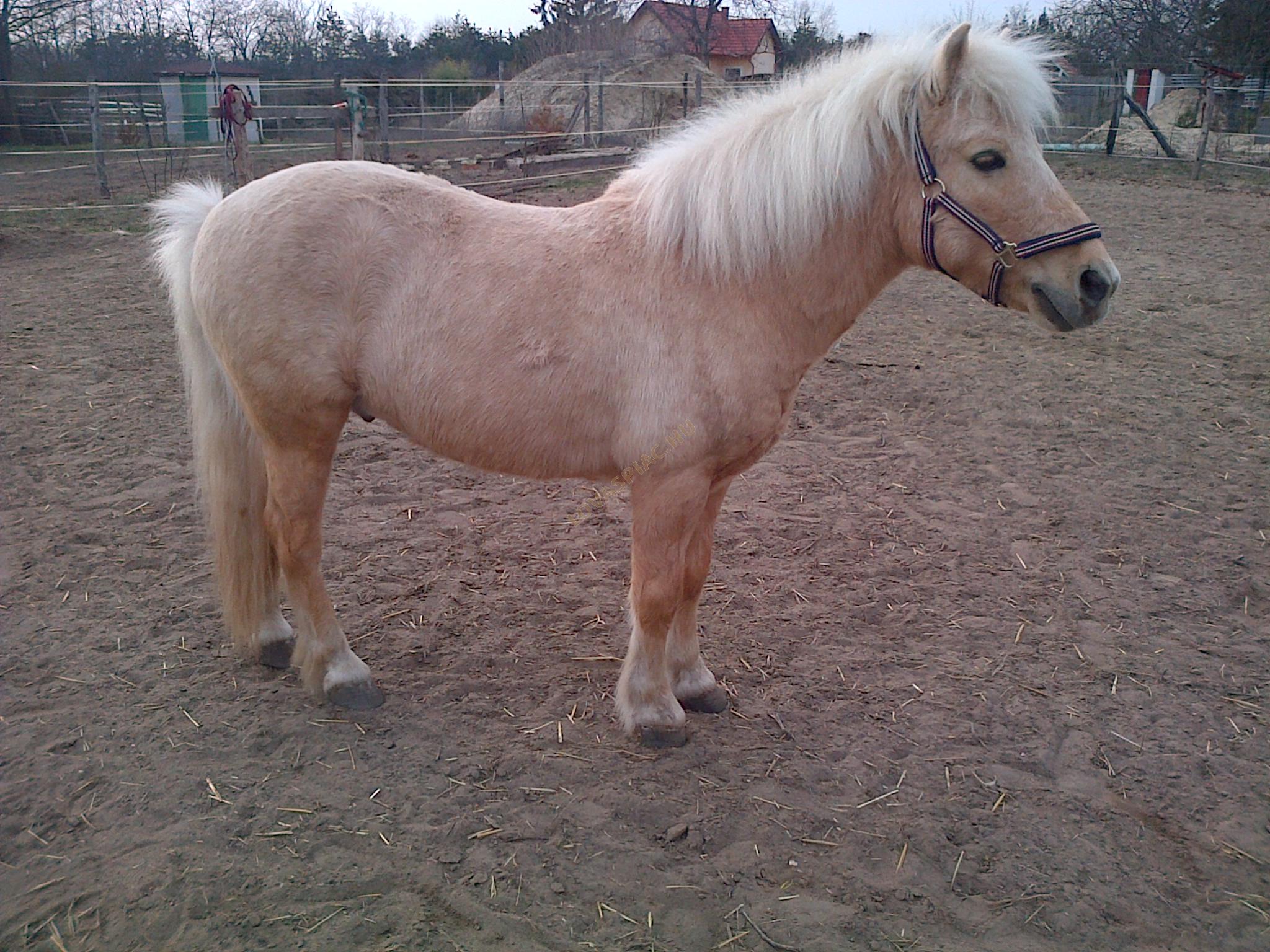 LovasPiac.hu