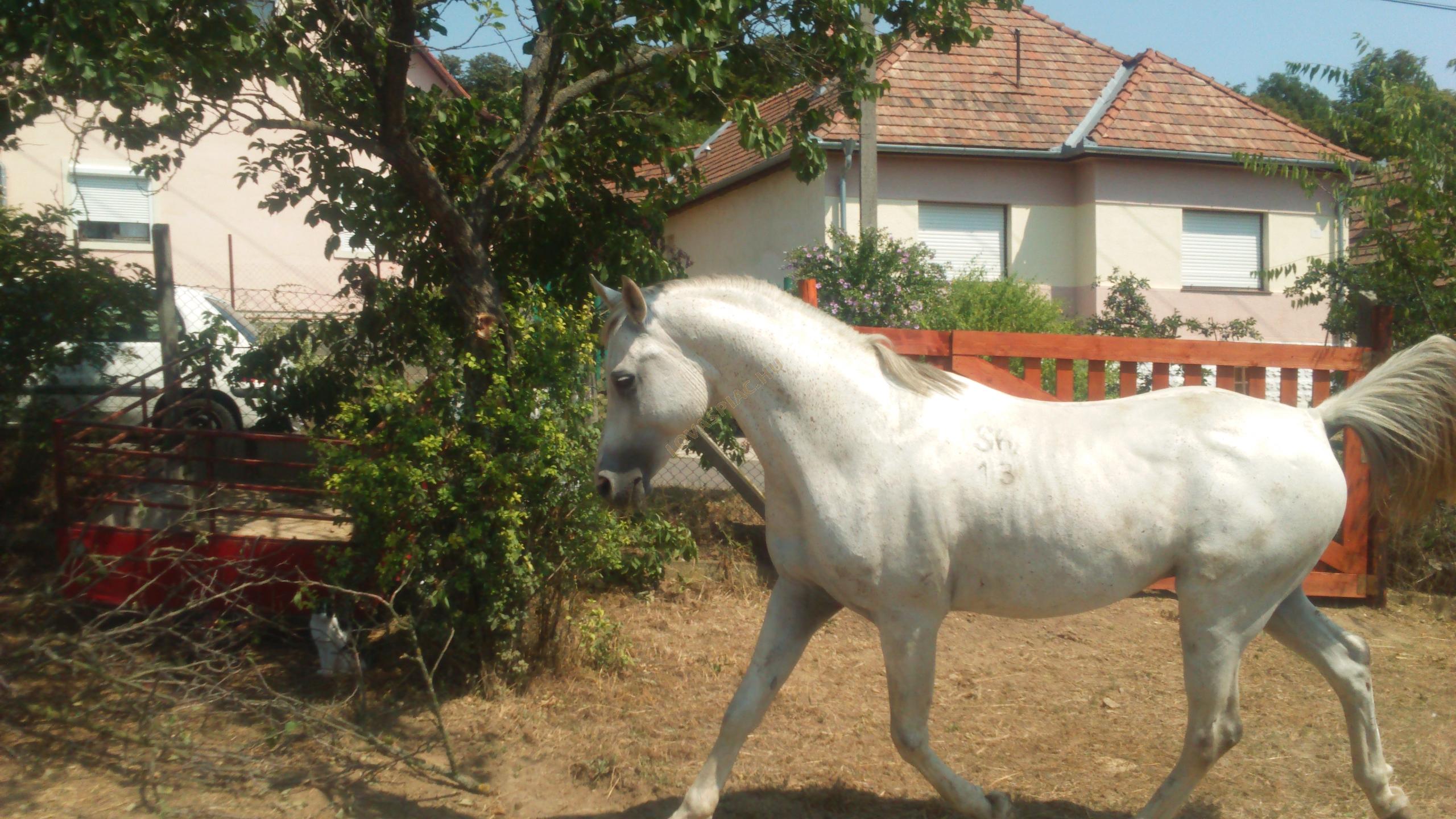 LovasPiac.hu